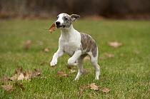 Whippet (Canis familiaris) puppy running with leaf