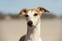 Whippet (Canis familiaris)