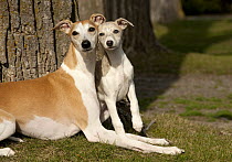 Whippet (Canis familiaris) parent and puppy