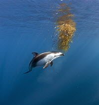 Pacific White-sided Dolphin (Lagenorhynchus obliquidens) investigating floating Giant Kelp (Macrocystis pyrifera) with school of juvenile fish, open ocean off San Diego, California