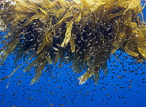 Splitnose Rockfish (Sebastes diploproa) young using drifting Giant Kelp (Macrocystis pyrifera) as shelter, San Diego, California