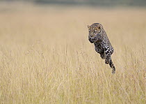Leopard (Panthera pardus) sub-adult male jumping in savanna, Masai Mara, Kenya