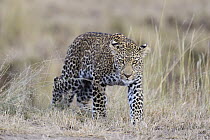 Leopard (Panthera pardus) sub-adult male, Masai Mara, Kenya