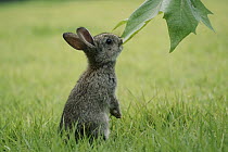 Japanese Hare (Lepus brachyurus) young nibbling leaf, Okunoshima Rabbit Island, Japan