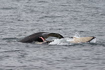 Orca (Orcinus orca) pair mating, Hokkaido, Japan