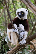 Coquerel's Sifaka (Propithecus coquereli) holding young, Madagascar