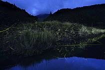 Japanese Firefly (Luciola cruciata) group lighting up at night near river, Shikoku, Japan