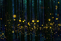 Japanese Firefly (Luciola cruciata) group lighting up at night in forest, Shikoku, Japan