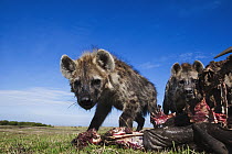 Spotted Hyena (Crocuta crocuta) sub-adults at kill, Masai Mara, Kenya