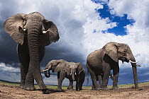 African Elephant (Loxodonta africana) herd, Masai Mara, Kenya