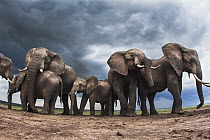 African Elephant (Loxodonta africana) herd during storm, Masai Mara, Kenya