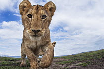 African Lion (Panthera leo) cub, eleven months old, Masai Mara, Kenya