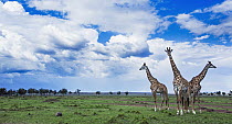 Masai Giraffe (Giraffa camelopardalis tippelskirchi) trio on savanna, Masai Mara, Kenya