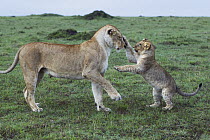 African Lion (Panthera leo) female playing with cub, Masai Mara, Kenya, sequence 1 of 3