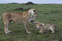 African Lion (Panthera leo) female playing with cub, Masai Mara, Kenya, sequence 3 of 3