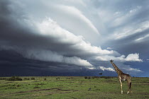 Masai Giraffe (Giraffa camelopardalis tippelskirchi) on savanna during storm, Masai Mara, Kenya