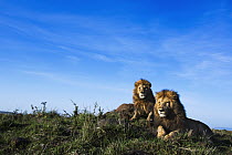 African Lion (Panthera leo) males, Masai Mara, Kenya