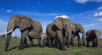 African Elephant (Loxodonta africana) herd protecting calf, Masai Mara, Kenya