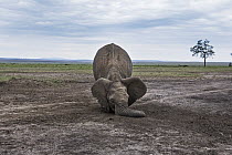 African Elephant (Loxodonta africana) feeding on loose soil for minerals, Masai Mara, Kenya