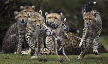 Cheetah (Acinonyx jubatus) cubs learning to hunt Thomson's Gazelle (Eudorcas thomsonii) fawn that their mother caught, Masai Mara, Kenya, sequence 1 of 3