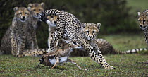 Cheetah (Acinonyx jubatus) cubs learning to hunt Thomson's Gazelle (Eudorcas thomsonii) fawn that their mother caught, Masai Mara, Kenya, sequence 2 of 3