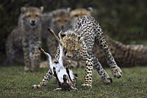 Cheetah (Acinonyx jubatus) cubs catching Thomson's Gazelle (Eudorcas thomsonii) that their mother caught, Masai Mara, Kenya, sequence 3 of 3