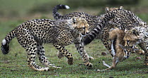 Cheetah (Acinonyx jubatus) cubs learning to hunt Thomson's Gazelle (Eudorcas thomsonii) that their mother caught, Masai Mara, Kenya
