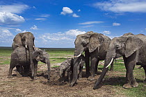 African Elephant (Loxodonta africana) herd feeding on loose soil for minerals, Masai Mara, Kenya
