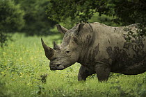 White Rhinoceros (Ceratotherium simum), South Africa