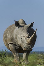 White Rhinoceros (Ceratotherium simum), South Africa