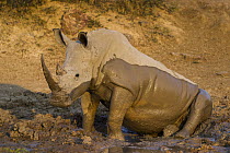 White Rhinoceros (Ceratotherium simum) mud bathing, South Africa