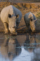 White Rhinoceros (Ceratotherium simum) mother and calf drinking, South Africa