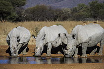 White Rhinoceros (Ceratotherium simum) trio drinking at waterhole, South Africa