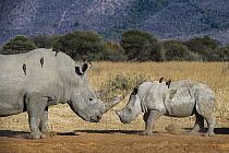White Rhinoceros (Ceratotherium simum) mother and calf with Red-billed Oxpeckers (Buphagus erythrorhynchus), South Africa