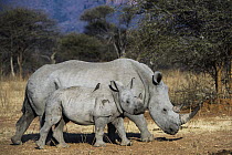White Rhinoceros (Ceratotherium simum) mother and calf with Red-billed Oxpecker (Buphagus erythrorhynchus), South Africa