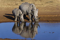 White Rhinoceros (Ceratotherium simum) mother and calf drinking at waterhole, South Africa