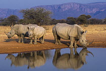 White Rhinoceros (Ceratotherium simum) trio at waterhole, South Africa