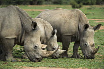 White Rhinoceros (Ceratotherium simum) trio grazing, South Africa