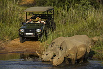 White Rhinoceros (Ceratotherium simum) pair drinking near safari vehicle, South Africa