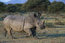 White Rhinoceros (Ceratotherium simum) running, South Africa