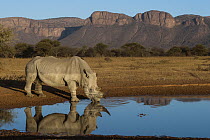 White Rhinoceros (Ceratotherium simum) drinking at waterhole, South Africa