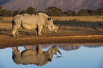 White Rhinoceros (Ceratotherium simum) with Red-billed Oxpeckers (Buphagus erythrorhynchus) at waterhole, South Africa
