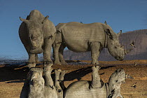 White Rhinoceros (Ceratotherium simum) pair reflected in waterhole, South Africa