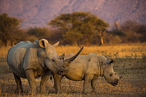 White Rhinoceros (Ceratotherium simum) mother and calf, South Africa