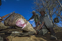 White Rhinoceros (Ceratotherium simum) horn cut off by rangers after poachers abandoned it, South Africa