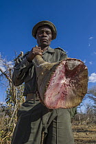 White Rhinoceros (Ceratotherium simum) horn carried by ranger after poachers abandoned it, South Africa