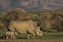 White Rhinoceros (Ceratotherium simum) mother and calf, South Africa