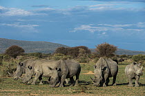 White Rhinoceros (Ceratotherium simum) herd grazing, South Africa