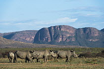 White Rhinoceros (Ceratotherium simum) group in grassland, South Africa