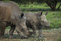 White Rhinoceros (Ceratotherium simum) mother grazing and calf, South Africa